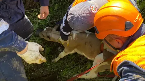 Спасатели вытащили теленка из глубокой ямы в Шушенском Красноярского края