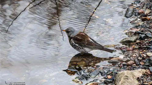 Первое купание птиц показали на «Красноярских Столбахов»