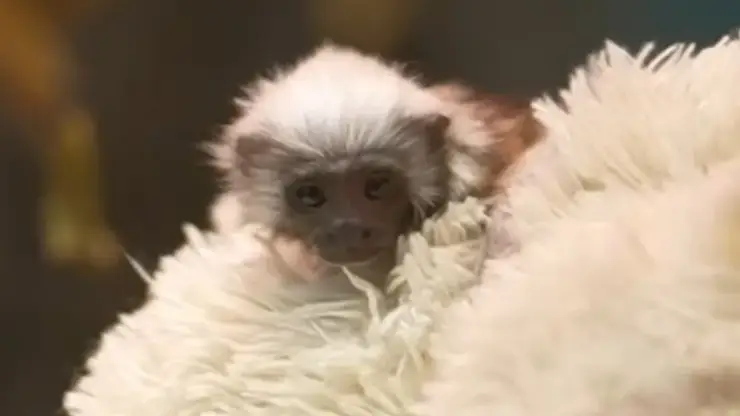 В зоопарке Новосибирска показали спасенную крошечную обезьянку