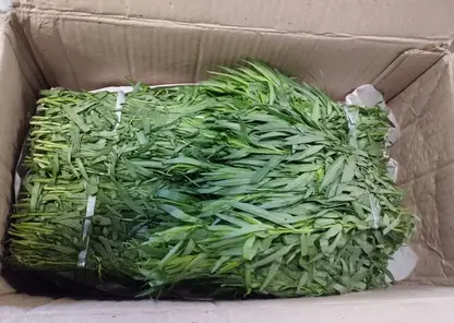 В Красноярский край ввезли более 1 тонны мяты и тархуна из Армении