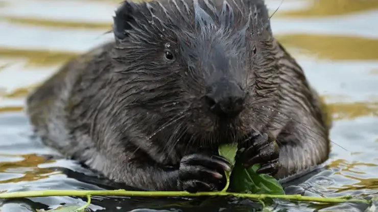 Случай укуса бобра зарегистрировали в Красноярском крае