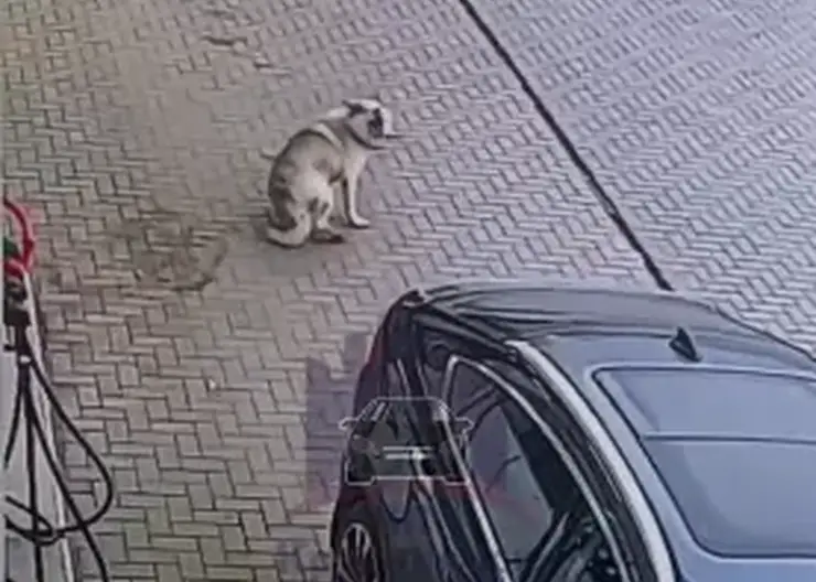 Скрючилась от болит: водитель переехал собаку на АЗС в Красноярском крае