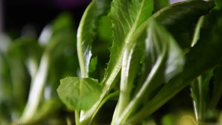 Магазин «Пятерочка» заплатит штраф 300 000 рублей за просроченный листовой салат