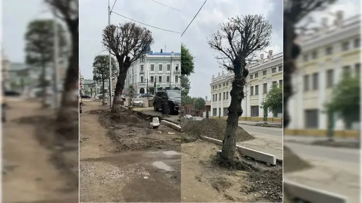 «Не проснулись»: в центре Красноярска вырубят ещё три сухих дерева