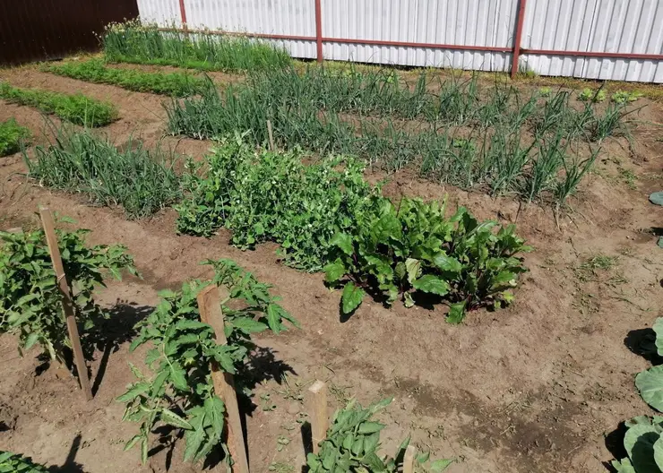 День поля отпразднуют в Красноярском крае 13 августа 