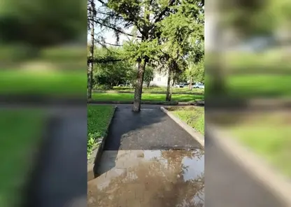 Дерево в асфальте: глава Красноярска раскритиковал работу подрядчиков, «заковавших» дерево в асфальт