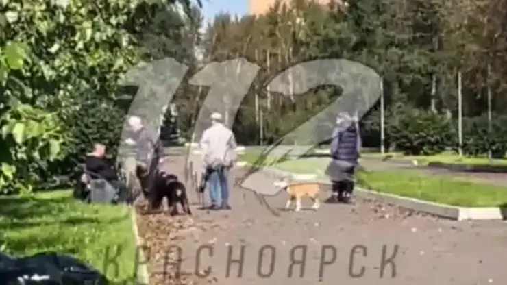 «Улетел с лавочки»: в Красноярске владелиц ротвейлеров побил отдыхающего, сделавшего замечание