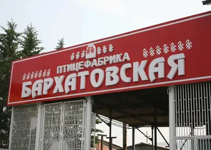 На птицефабрике Красноярского края выявлен очаг ньюкаслской болезни — введены ограничения