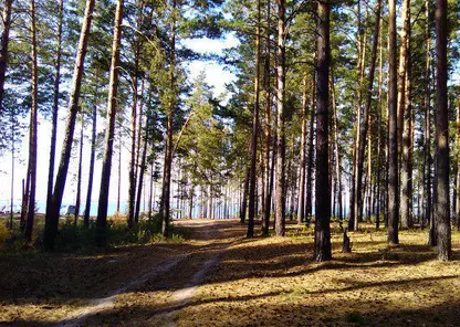 Статус природного парка получил Караканский бор в Новосибирской области