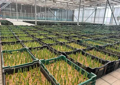 В Красноярске к праздникам зацветут 200 тысяч тюльпанов