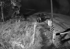 Четыре медведя вышли к дачным участкам в черте Красноярска