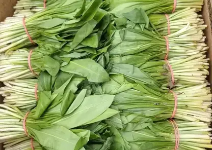 В Красноярске начали продавать первую в этом году черемшу