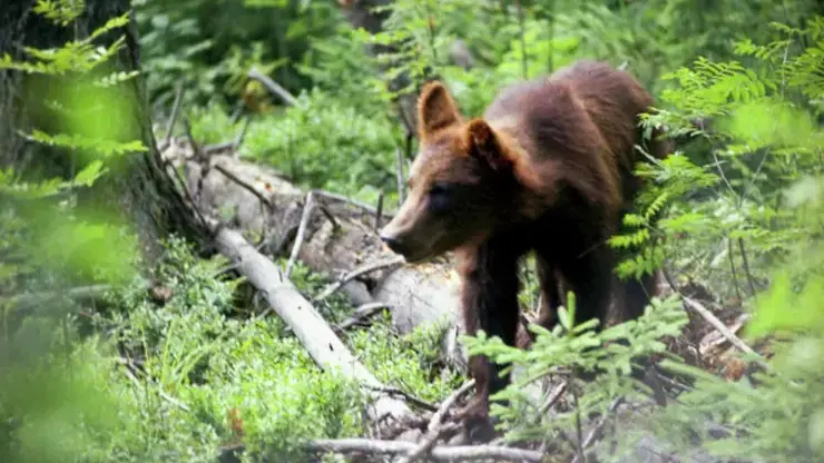 Медведь подрался с собственным отражением в памятной стеле в заповеднике Красноярского края (видео)