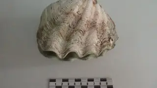 Редкую ракушку пытался вывезти турист из Таиланда в Барнаул Редкую ракушку пытался вывезти турист из Таиланда в Барнаул