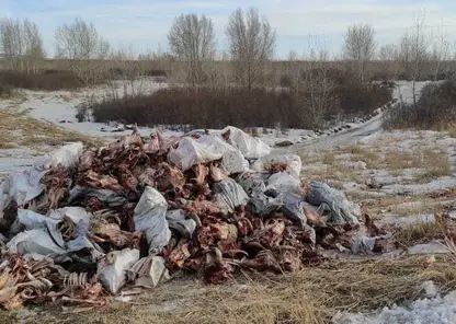 В Красноярском крае ликвидировали незаконный скотомогильник