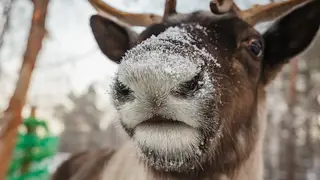 -39°C не страшны: как красноярские животные готовятся к экстремальным морозам -39°C не страшны: как красноярские животные готовятся к экстремальным морозам