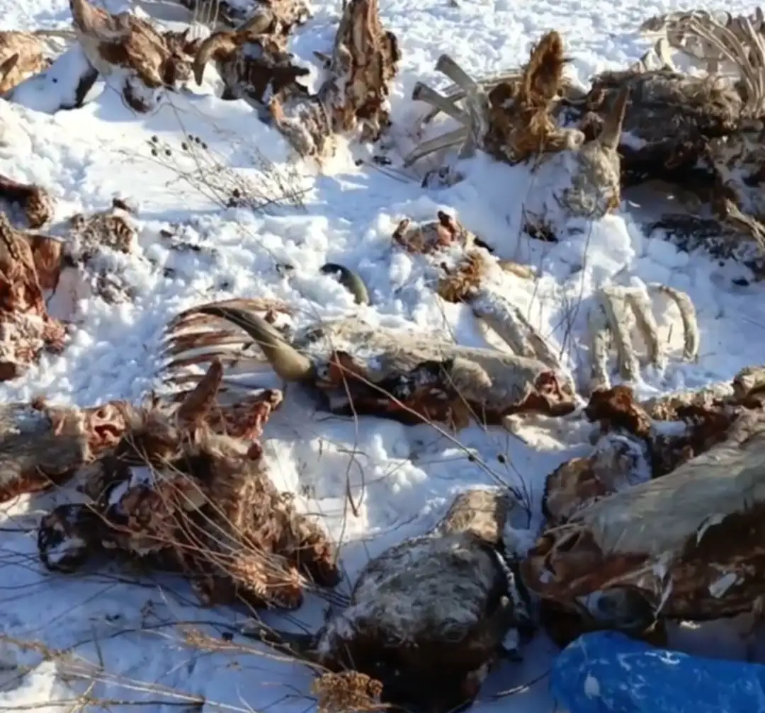 Скриншот: Народный фронт