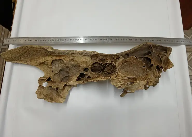 В Красноярском крае нашли фрагмент черепа шерстистого носорога