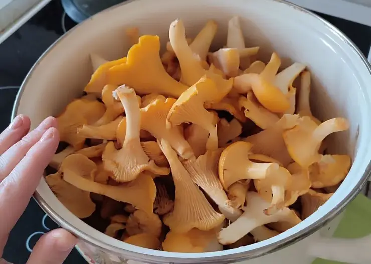 В Красноярске начали продавать первые лисички