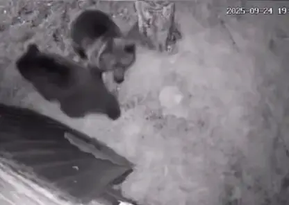 Два медведя в Красноярском крае вышли в городской двор