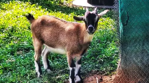 Томичам напомнили о необходимости регистрации домашнего скота и птицы