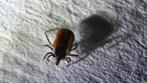 Активность клещей достигает опасных показателей в Хакасии: жителям республики рекомендуют не посещать леса