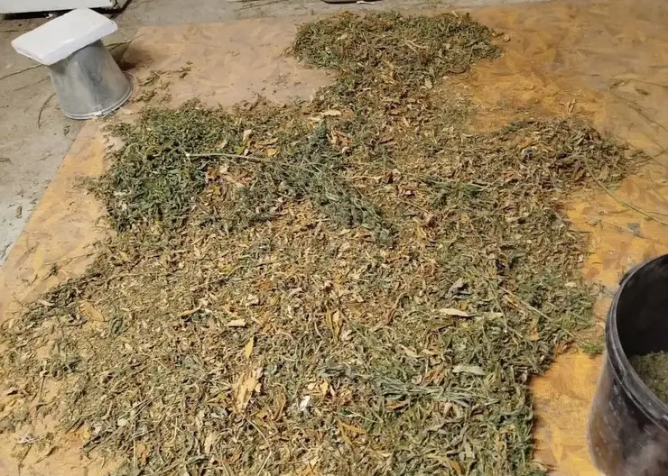 «Дурман-ферма» в Солонцах: красноярец попал под арест за хранение 37 кг наркотиков