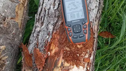 Прокуратура пресекла вывоз зараженного усачами леса из края