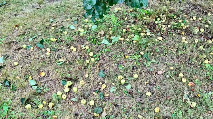 В Красноярске яблони на Татышеве пострадали от вандалов