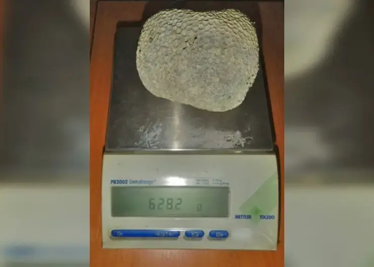 Новосибирские таможенники пресекли ввоз запрещенного морского «сувенира» из Дубая