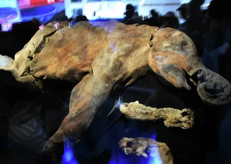 «40 000 лет и зим»: в Томске откроется выставка мамонтенка Любы