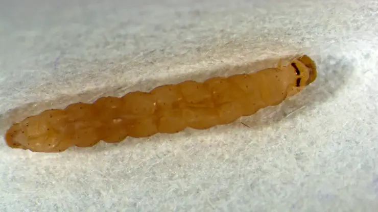 Красноярские специалисты нашли томатную моль в партии помидоров из Азии