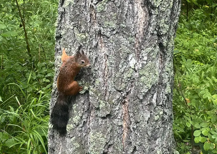 В Сосновоборске после обработки от клещей погиб бельчонок