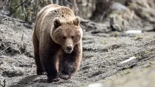 Первый медведь вышел из зимней спячки в Томской области