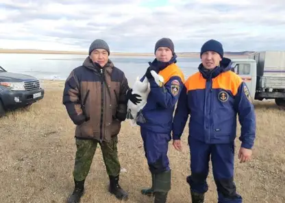 В Бурятии на замерзшем озере нашли раненых лебедей