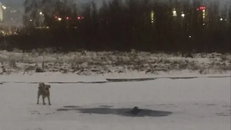 Красноярец провалился под лед в районе улицы Дубровинского, когда гулял с собакой
