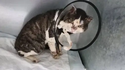 В Ангарске под завалами после взрыва газа нашли живого кота