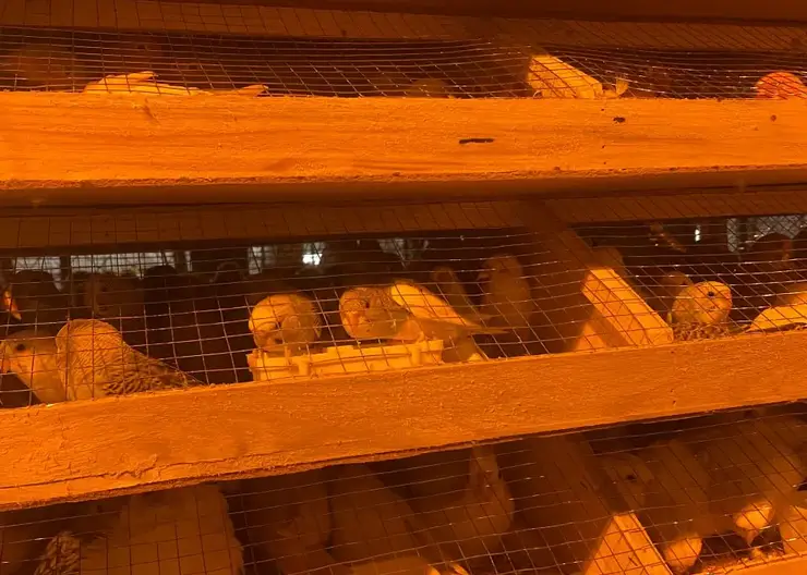 630 здоровых попугаев привезли в Красноярский край из Кыргызстана