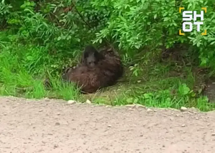 Осиротевший медвежонок безутешно оплакивал мать на трассе в Иркутской области