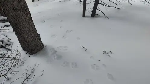 Снежные барсы начали воровать фотоловушки в Саяно-Шушенском заповеднике