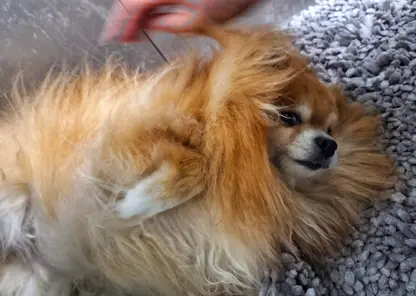 В Забайкалье штрафовать за отсутствие чипа у собак будут только по заявлениям граждан