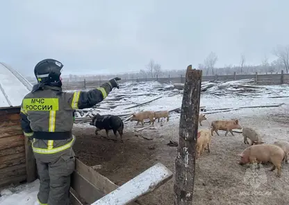 Красноярские пожарные спасли из огня 31 свинью