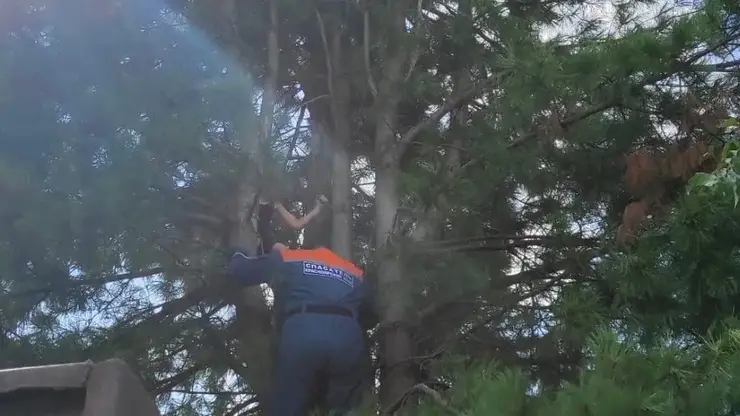 В Красноярском крае спасатели сняли с дерева 9-летнего мальчика