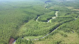 Почти 15 гектаров леса в Красноярском крае попали под карантин из-за нашествия опасного паразита