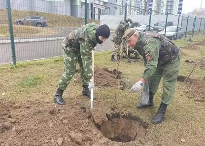 30 новых деревьев и фигурка металлического зайца появились в Красноярске на Копылова