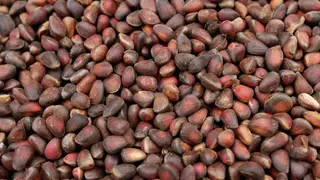 В Омской области появится завод по переработке кедрового ореха