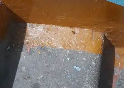 Красноярцам рассказали, что делать если в подъезде завелись тараканы