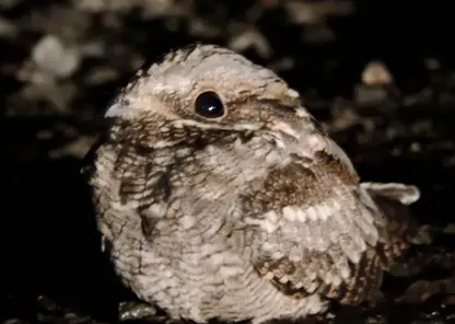 Редкую птицу удалось запечатлеть в заказнике Омской области