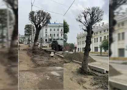 «Не проснулись»: в центре Красноярска вырубят ещё три сухих дерева