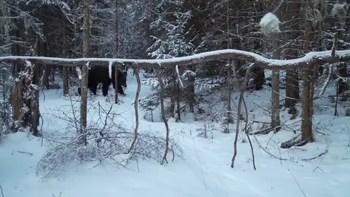 В национальном парке «Красноярские Столбы» проснулись медведи